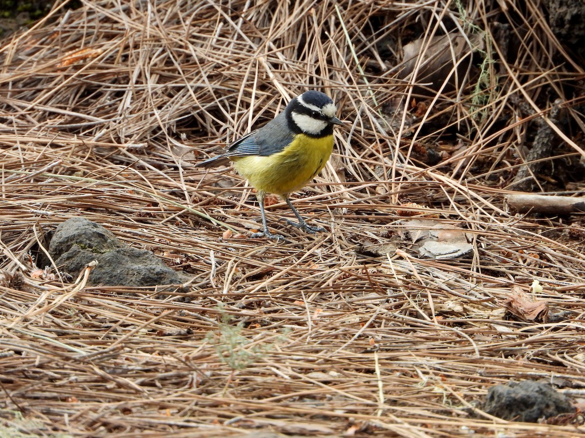 African Blue Tit - Francisco Vizcaíno