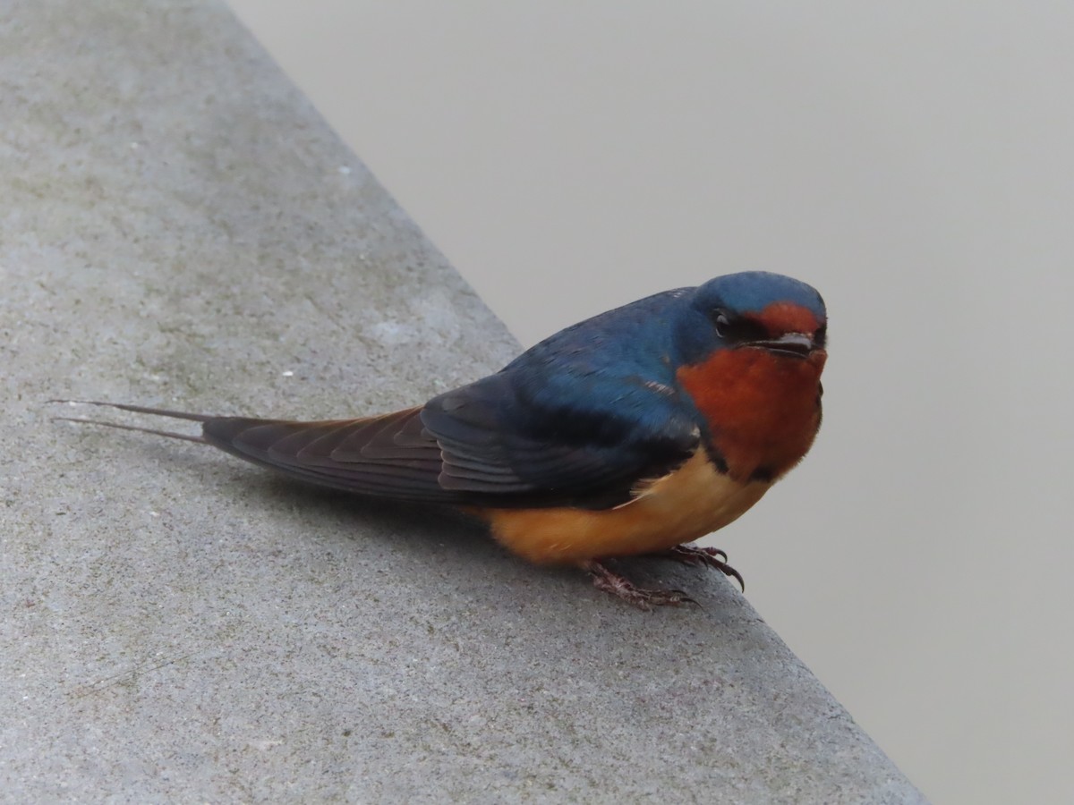 Barn Swallow (American) - Jaume Sastre Garriga