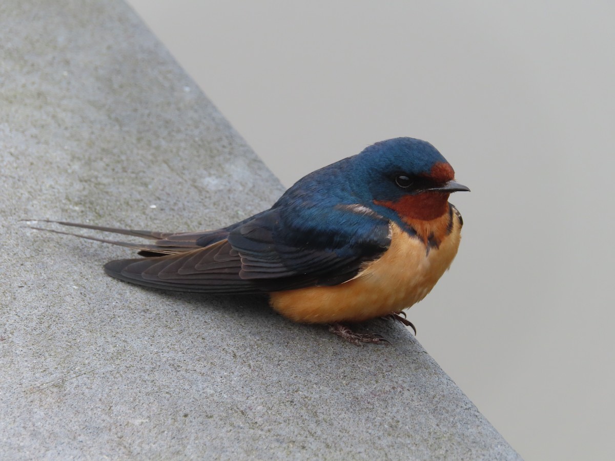 Barn Swallow (American) - Jaume Sastre Garriga