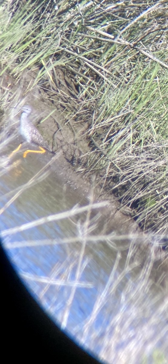 Greater Yellowlegs - Kathleen Ziegler