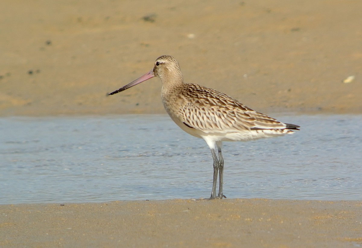 Bar-tailed Godwit - Delfin Gonzalez