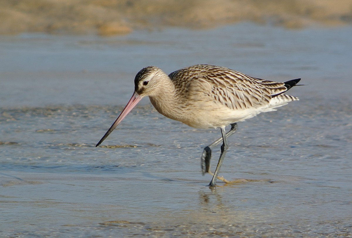 Bar-tailed Godwit - Delfin Gonzalez