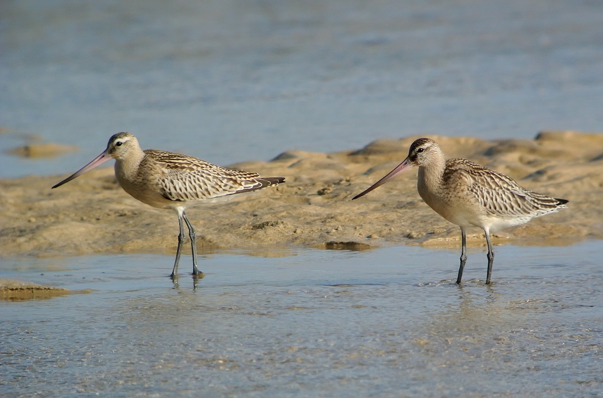 Bar-tailed Godwit - Delfin Gonzalez