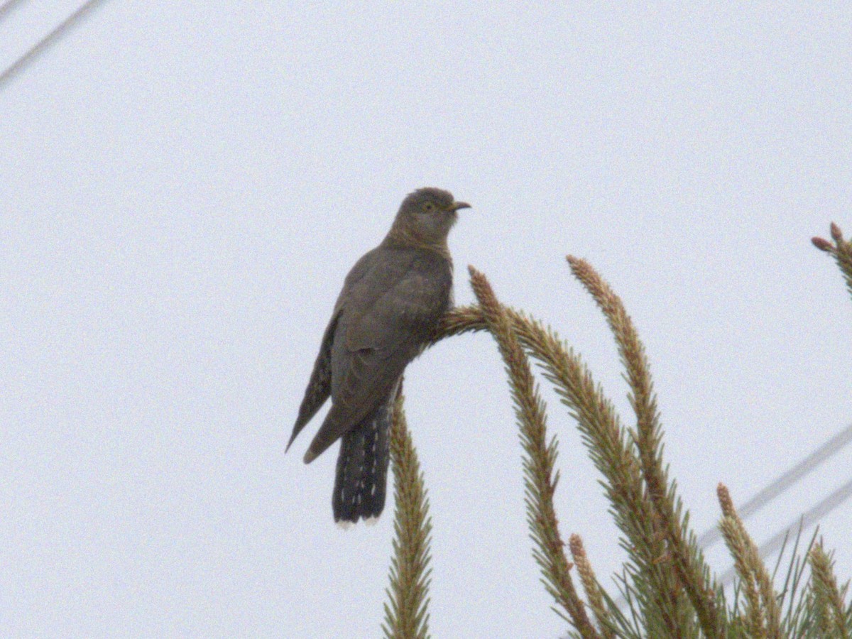 Common Cuckoo - Gokhan Goren