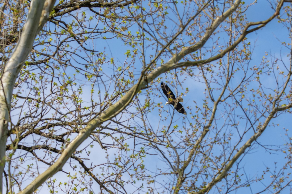 Bald Eagle - Sarah Throckmorton