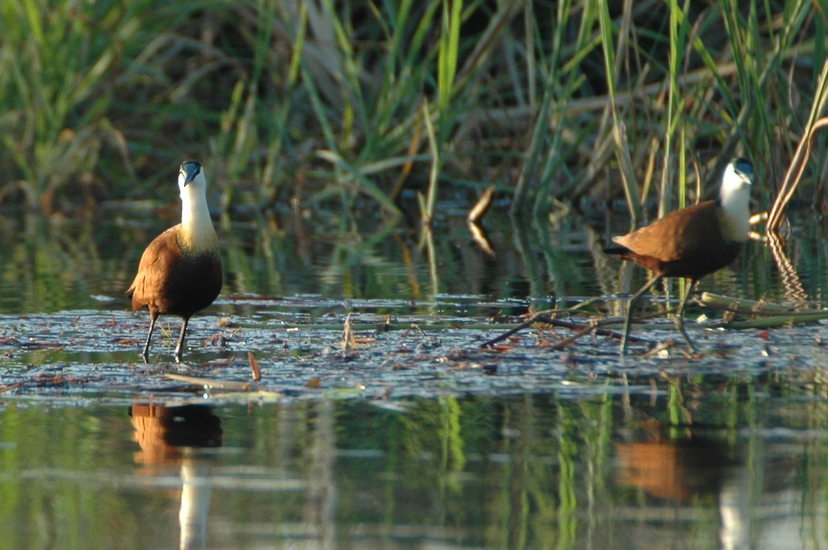 African Jacana - Warren Schultze