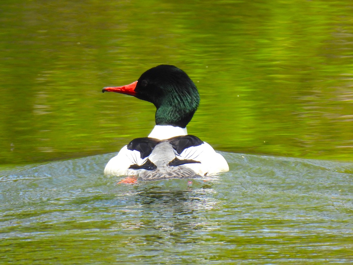 Common Merganser - Terry Pundiak