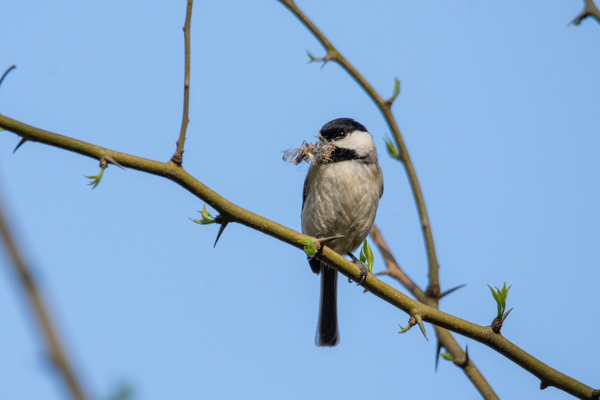 Carolina Chickadee - Sarah Throckmorton