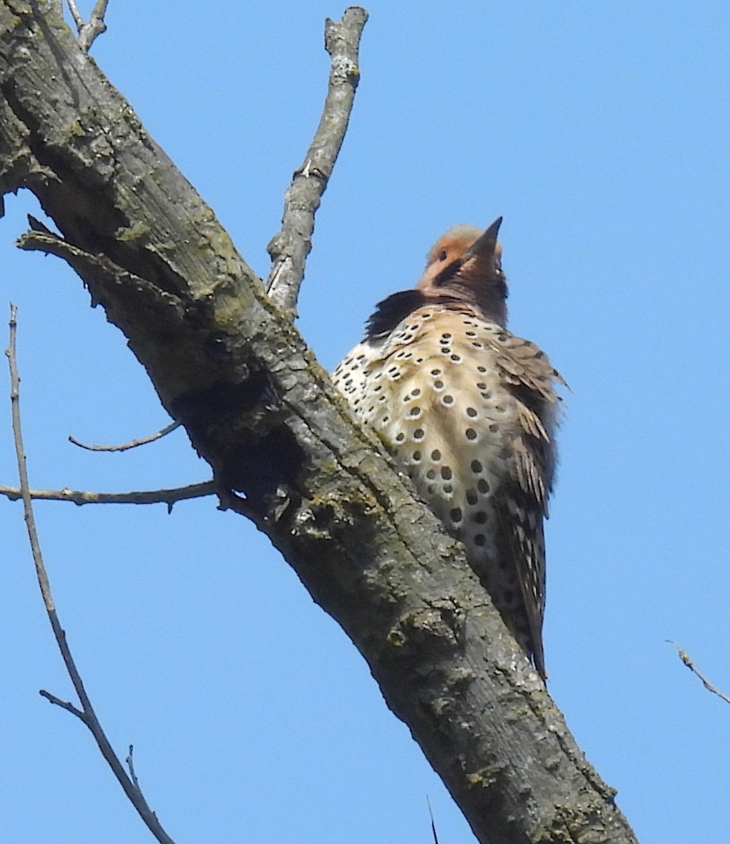 Northern Flicker - Terry Pundiak