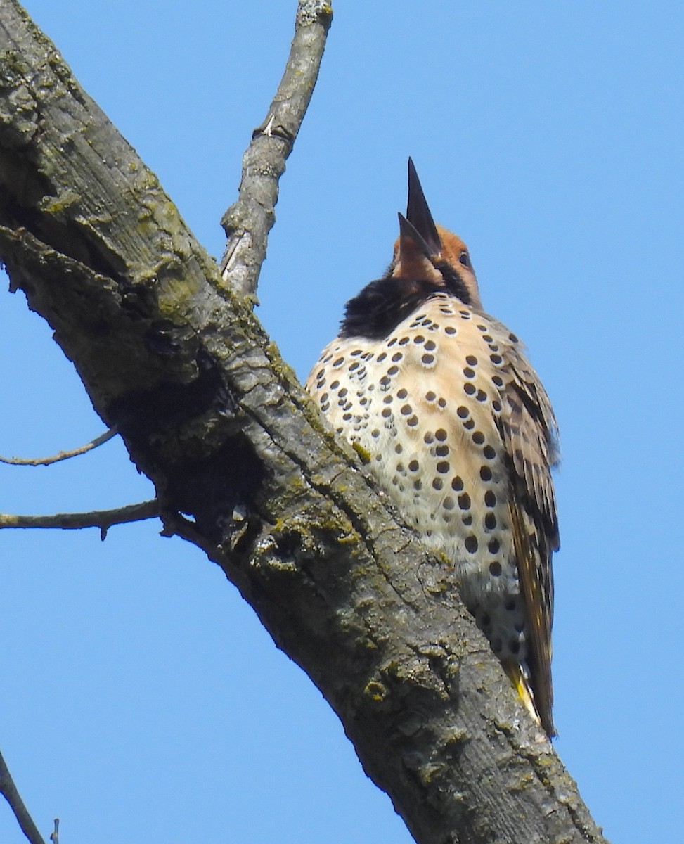 Northern Flicker - Terry Pundiak