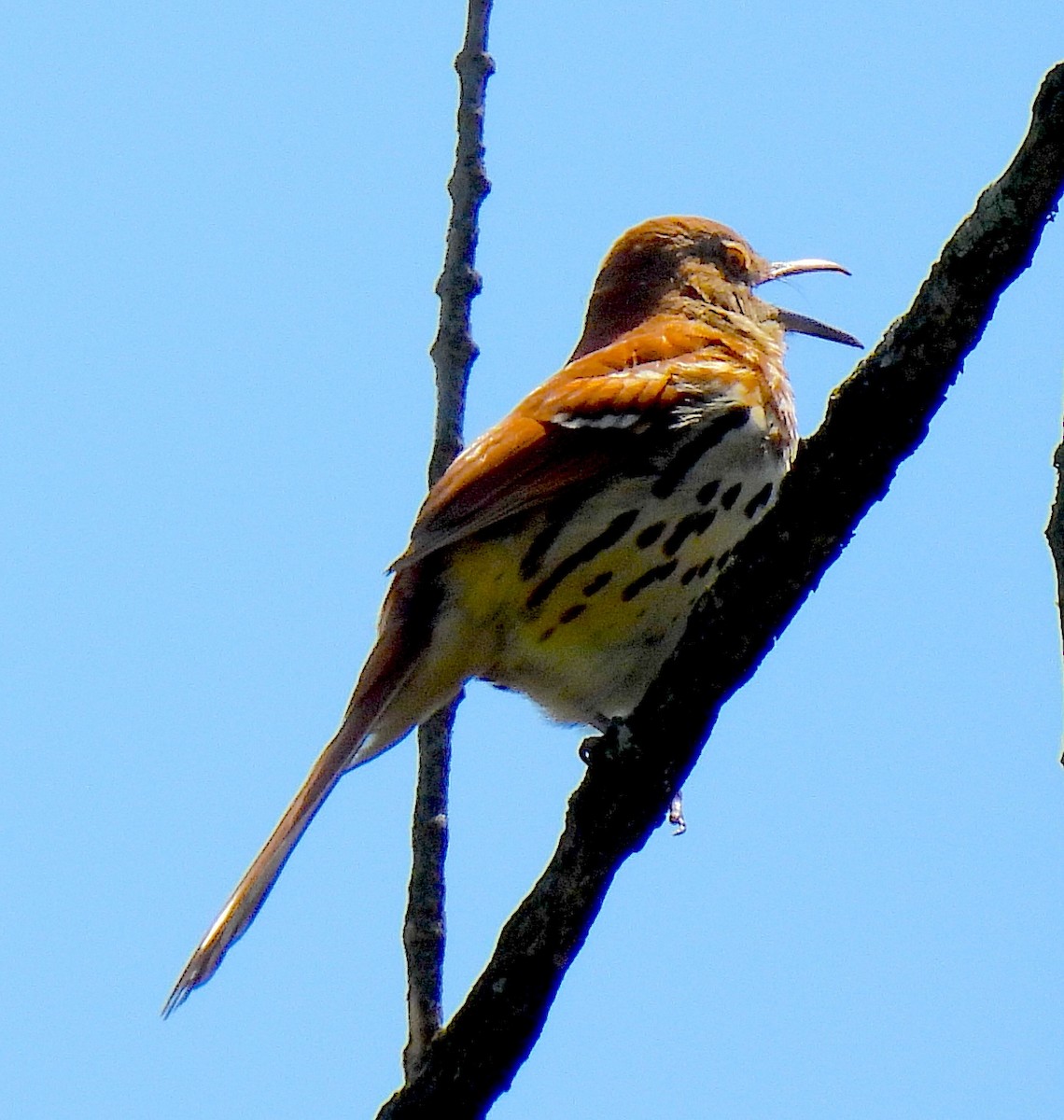 Brown Thrasher - Terry Pundiak