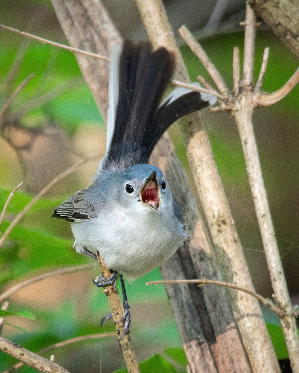 Blue-gray Gnatcatcher - Sarah Throckmorton