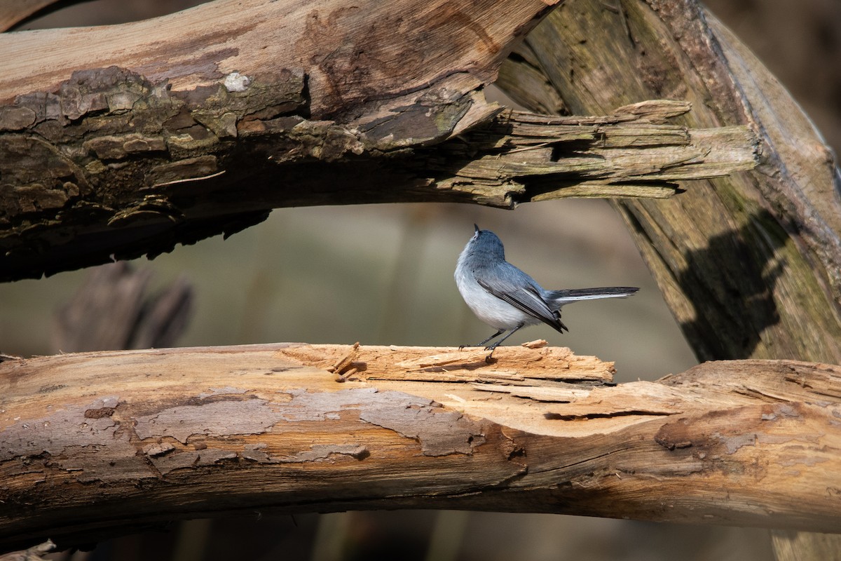 Blue-gray Gnatcatcher - Sarah Throckmorton