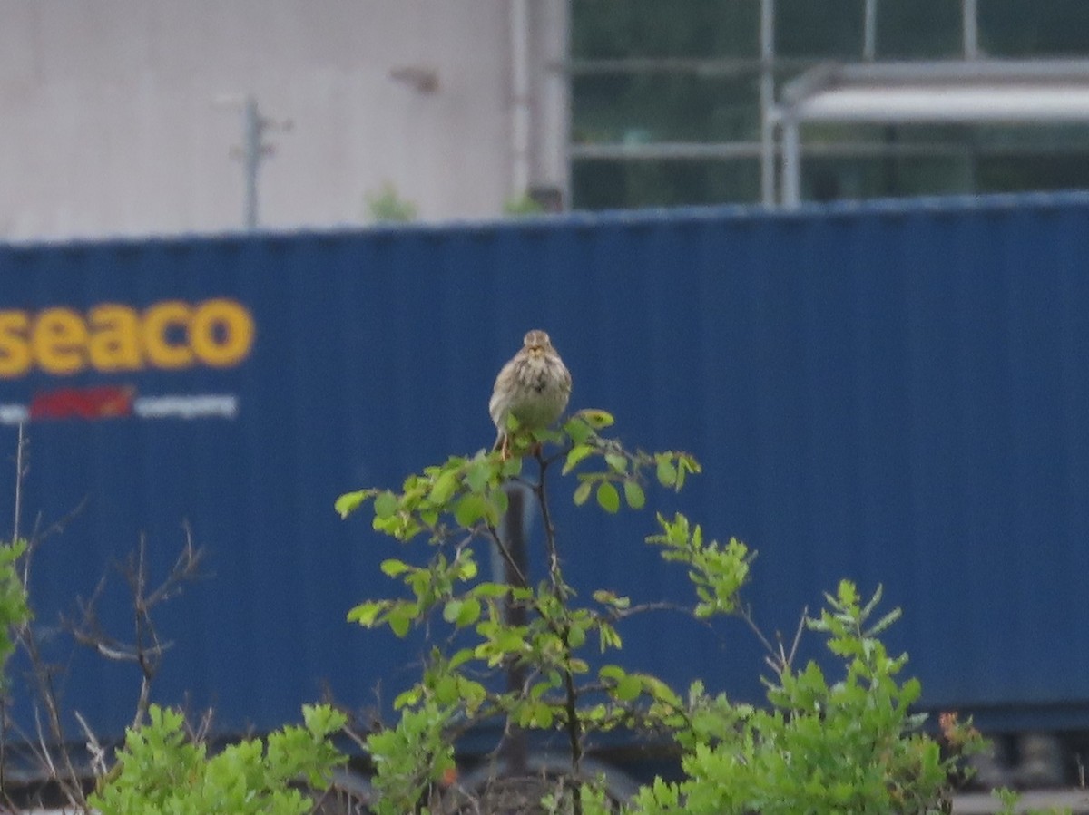 Corn Bunting - Gokhan Goren