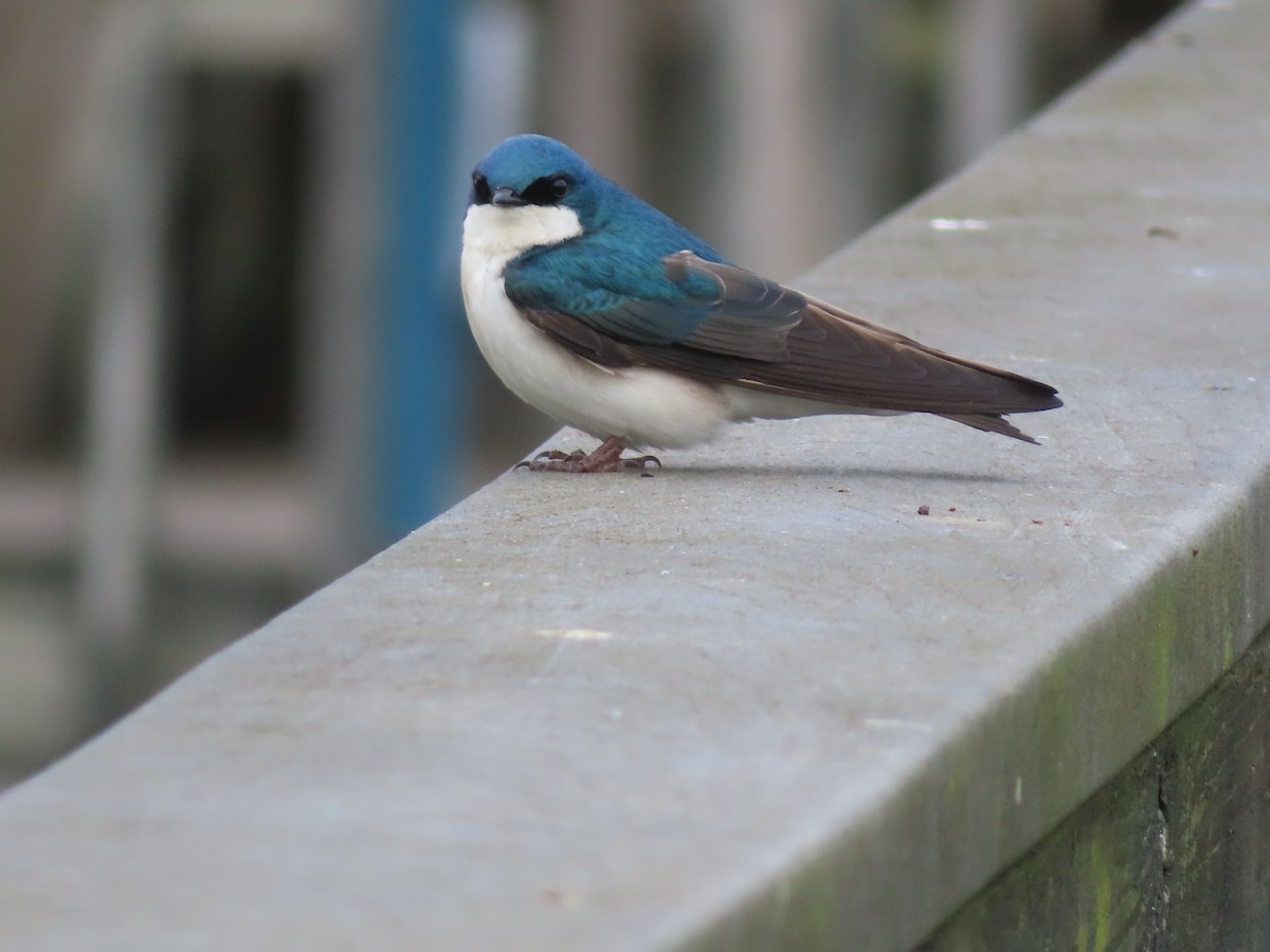 Tree Swallow - Jaume Sastre Garriga