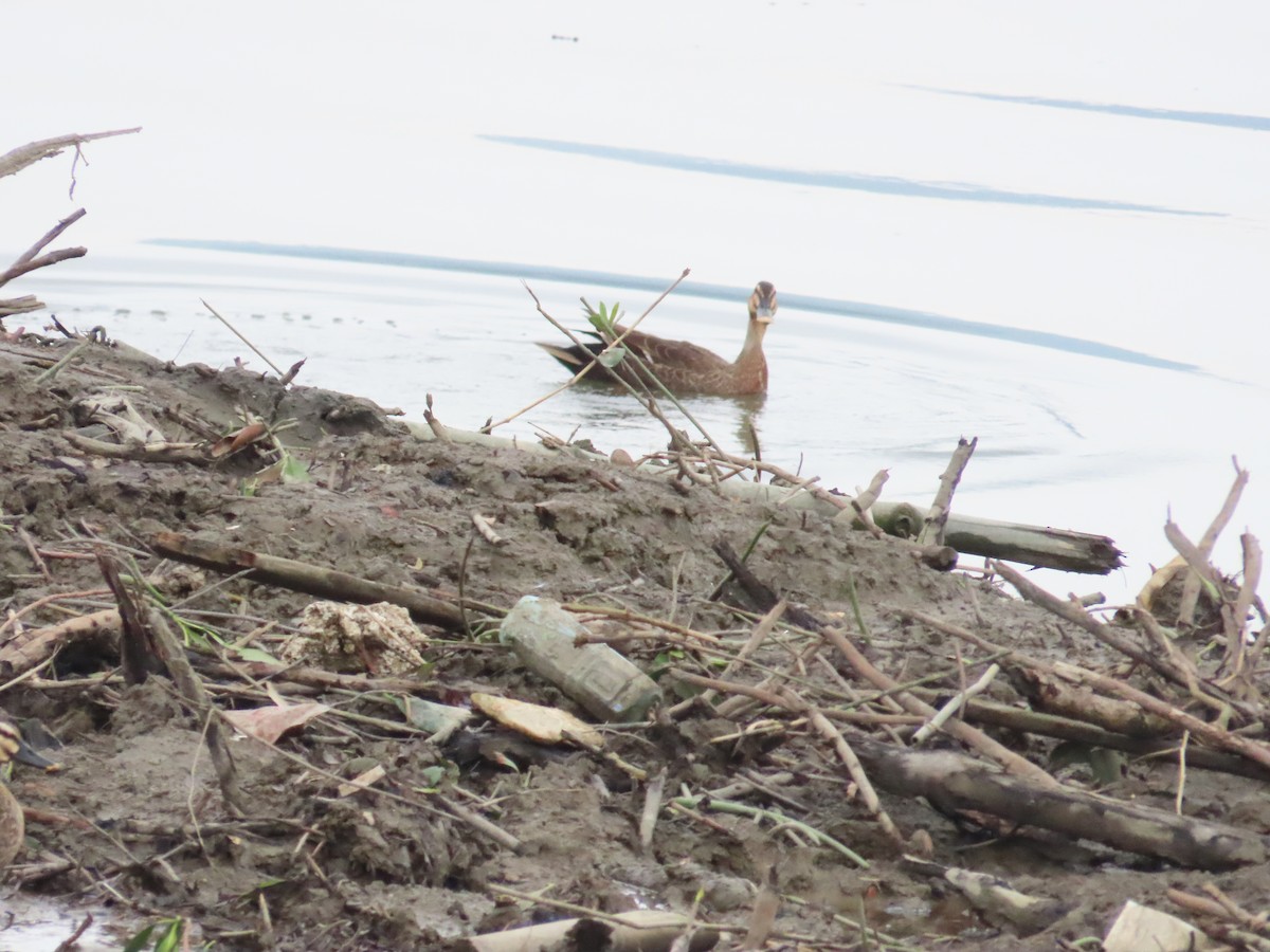 Eastern Spot-billed Duck - 韋勳 陳