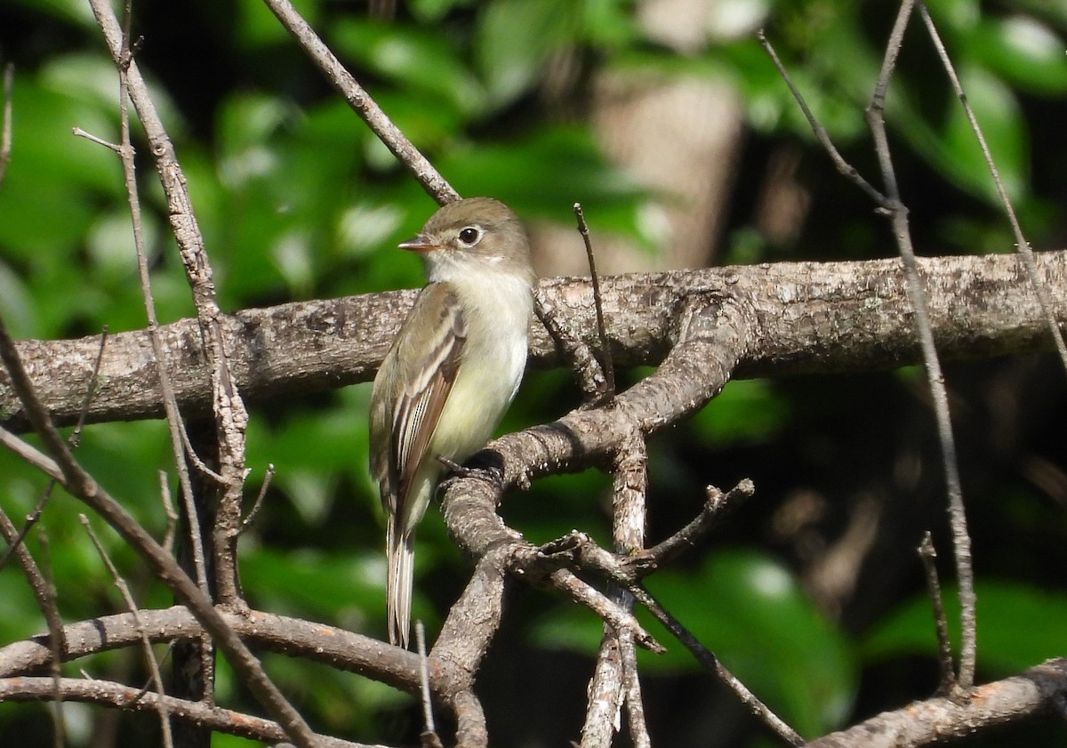 Least Flycatcher - Chris Davis