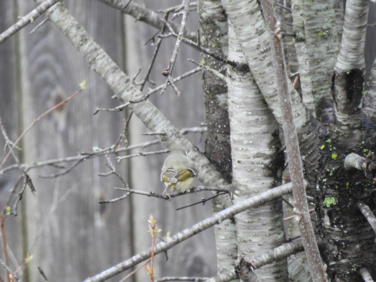 Ruby-crowned Kinglet - Sean Rogerson