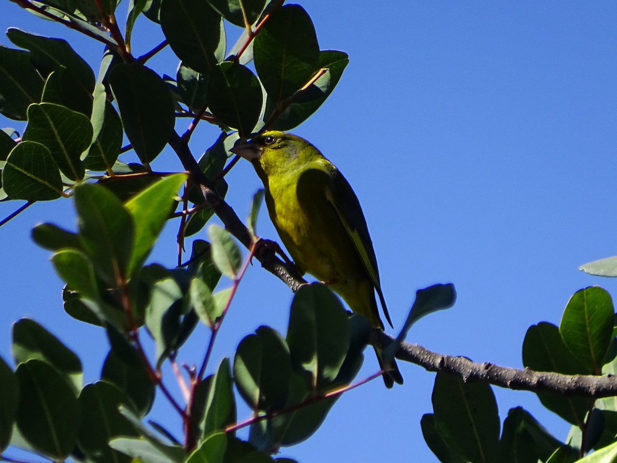 European Greenfinch - Jesús Guerrero