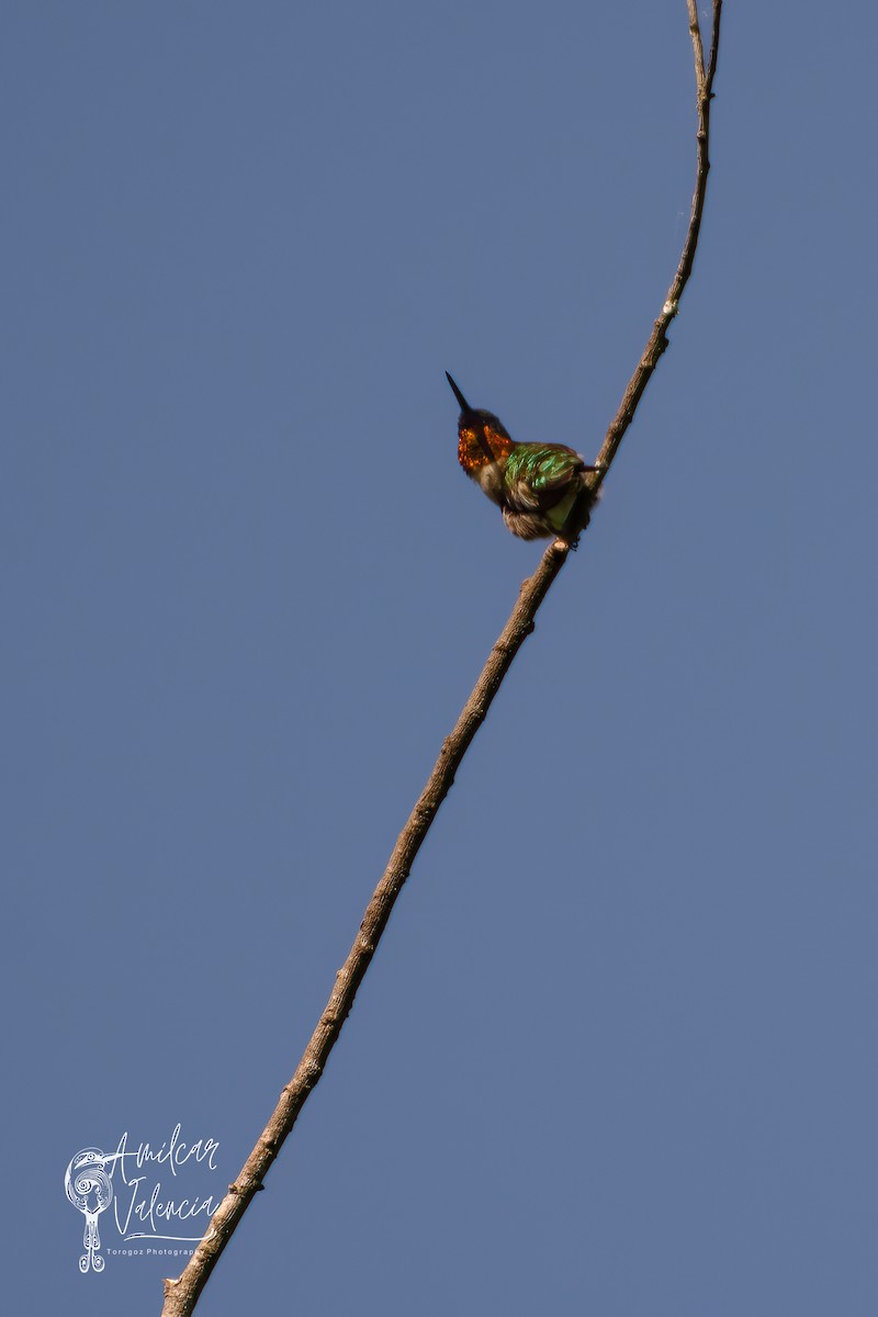Ruby-throated Hummingbird - Amilcar Valencia