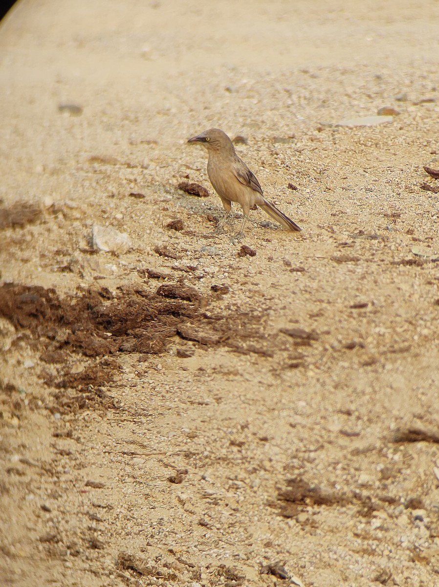 Large Gray Babbler - Ramesh E