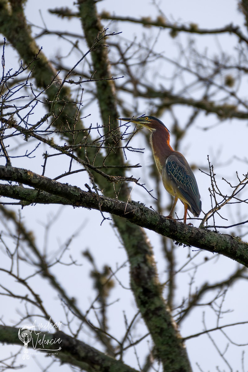 Green Heron - Amilcar Valencia