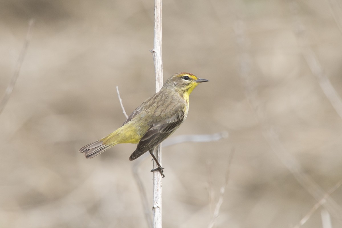 Palm Warbler - ML618143696