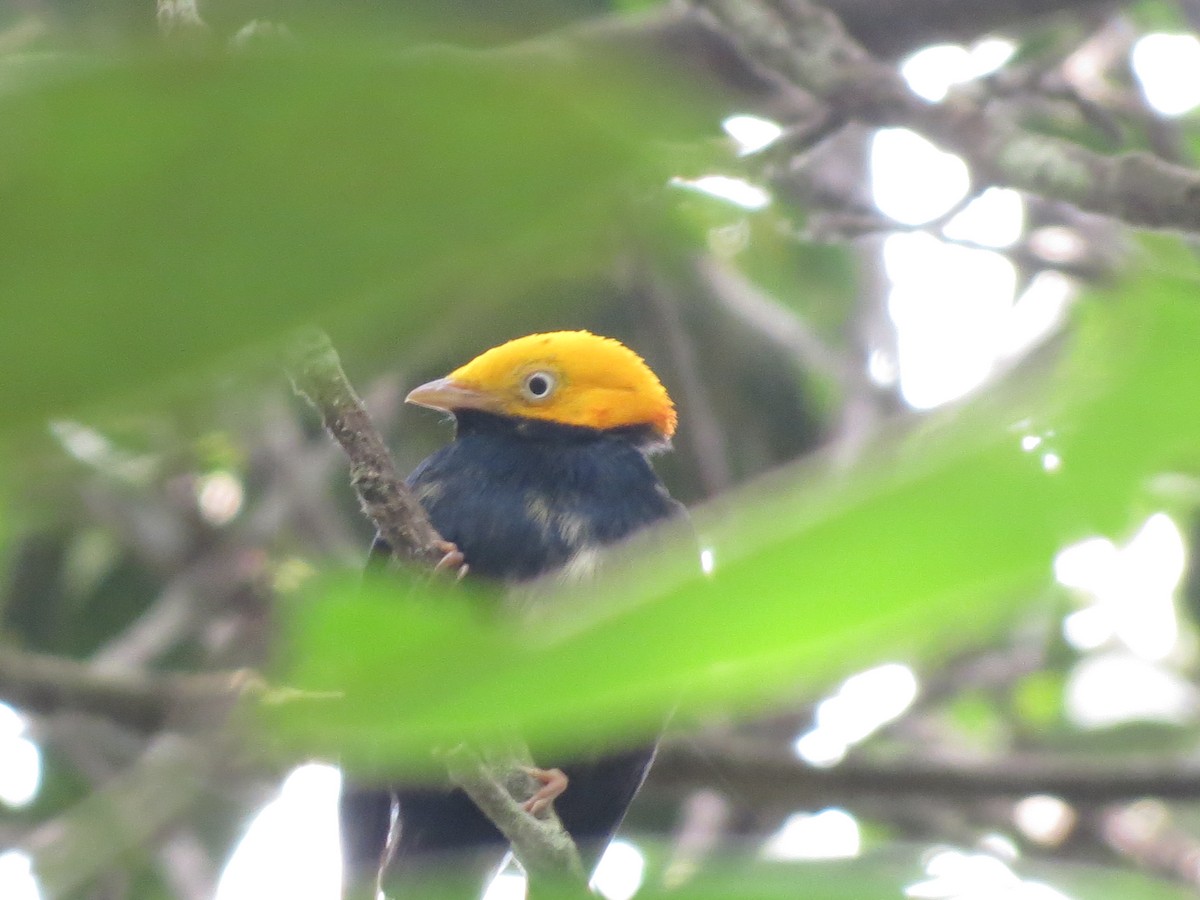 Golden-headed Manakin - ML618143702