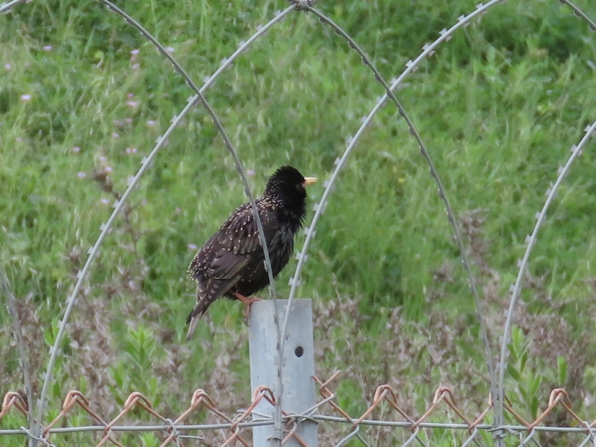 European Starling - Gokhan Goren