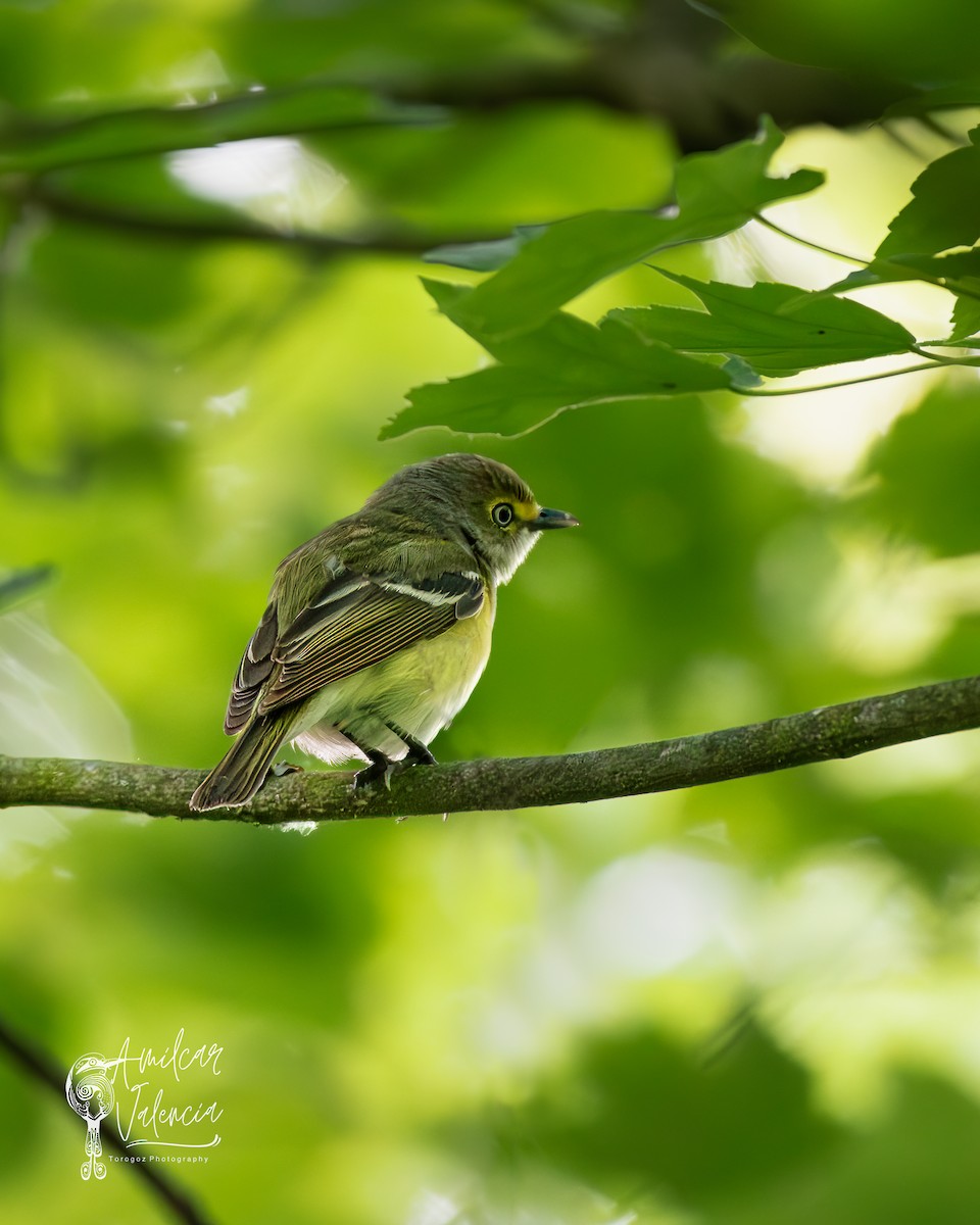 White-eyed Vireo - Amilcar Valencia