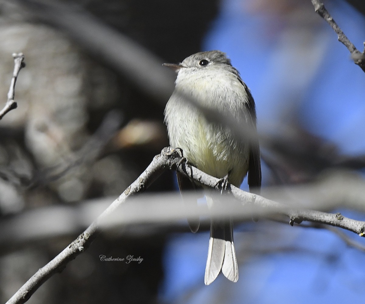 Hammond's Flycatcher - Catherine Zinsky