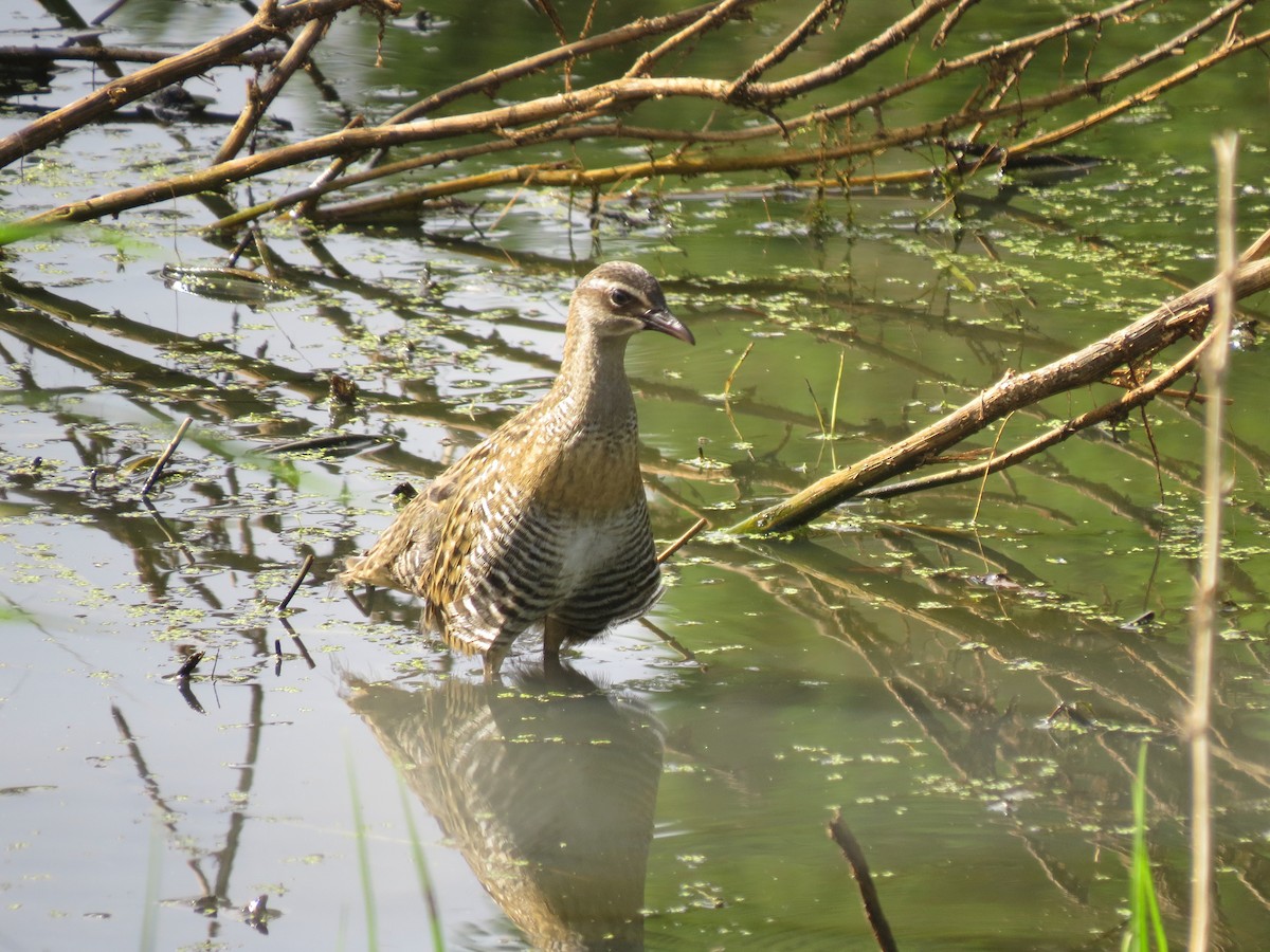 Buff-banded Rail - Kurt Gaskill