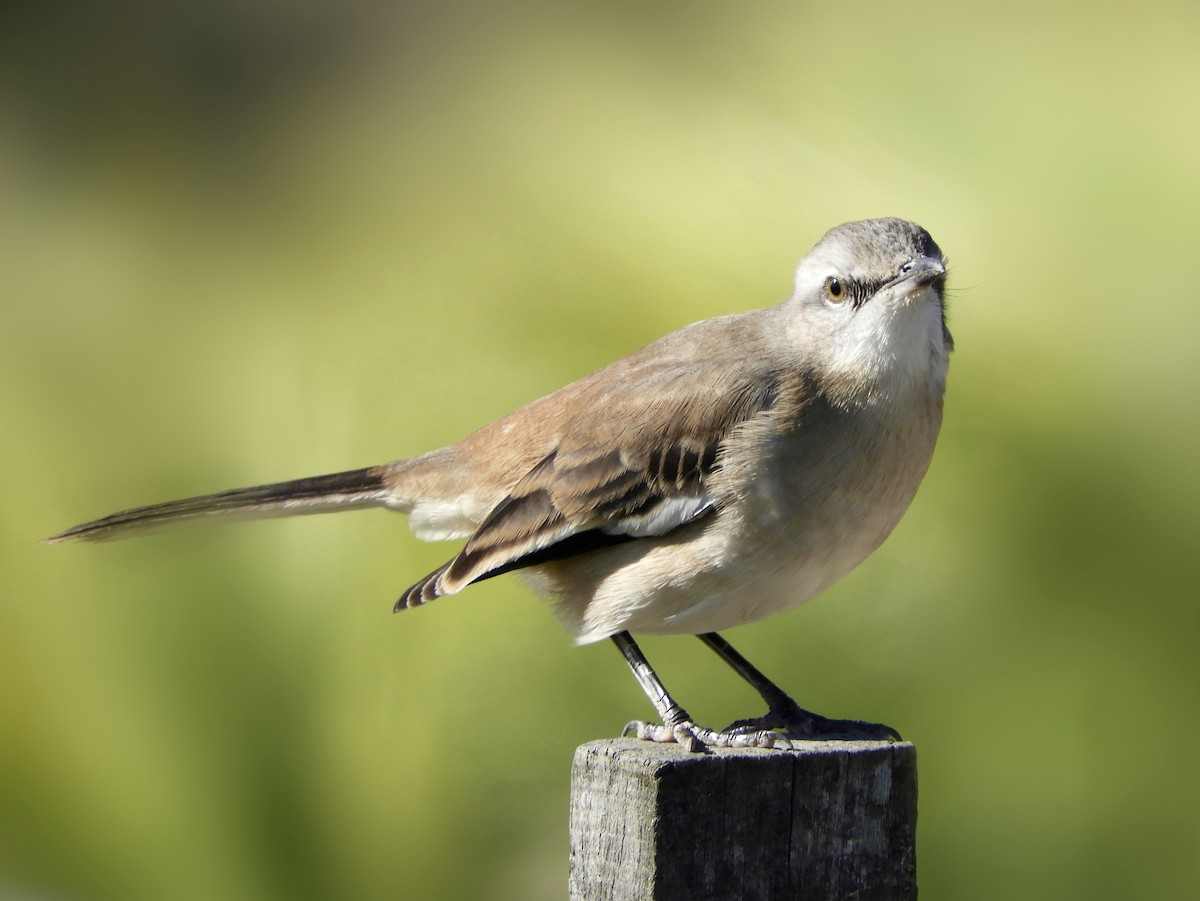 White-banded Mockingbird - Franco Palandri