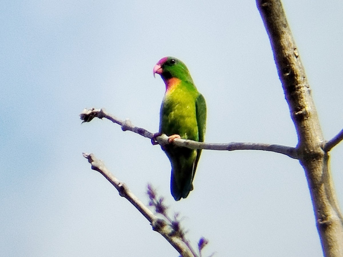 Philippine Hanging-Parrot - Lars Mannzen