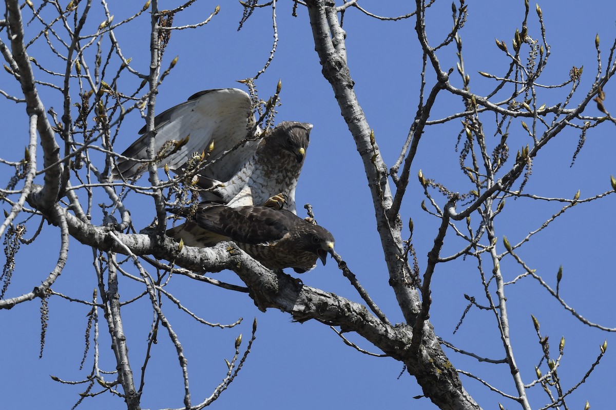 Broad-winged Hawk - Kevin Manley