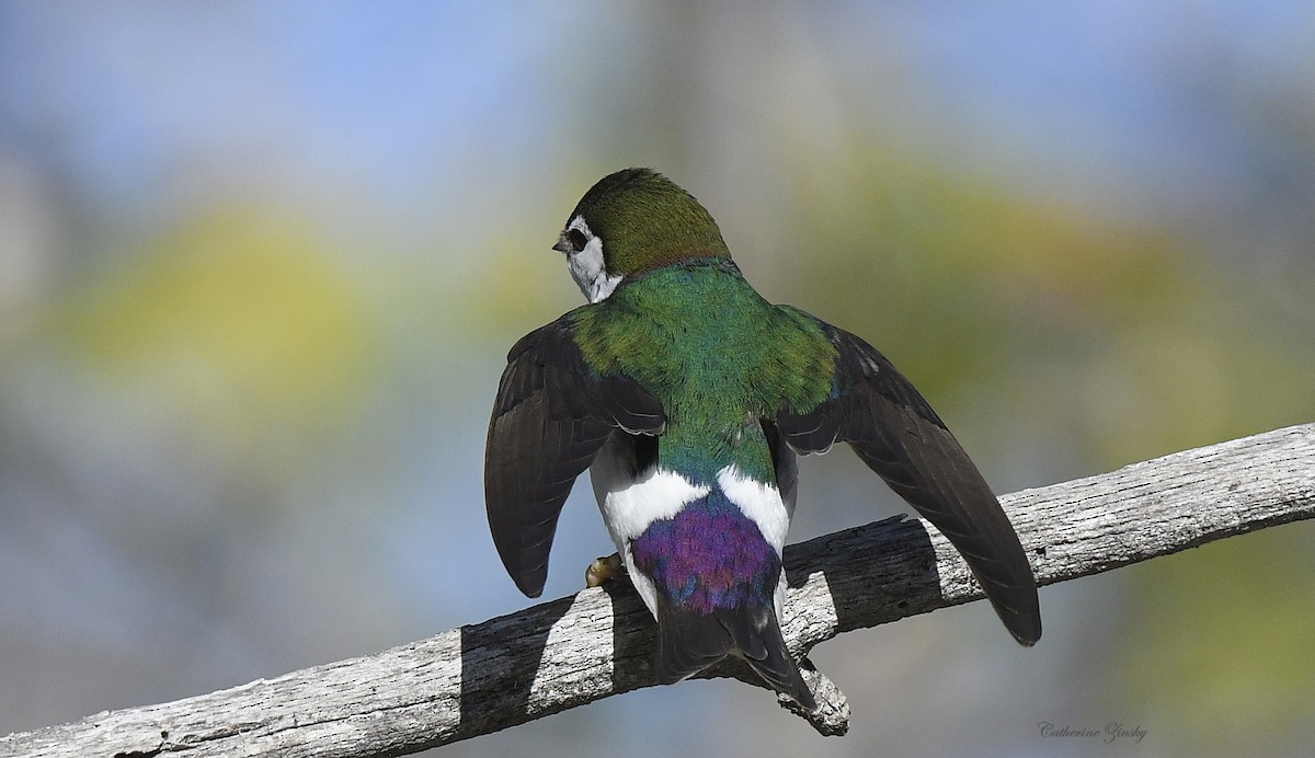 Violet-green Swallow - Catherine Zinsky