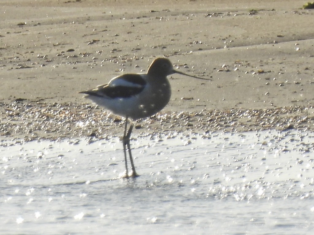 American Avocet - Jayne L