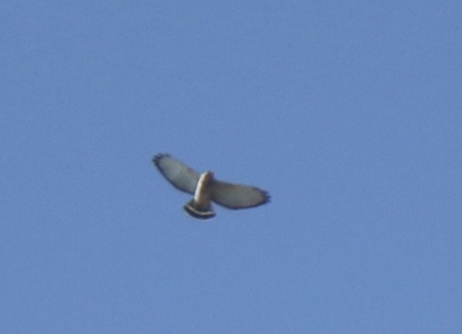 Broad-winged Hawk - Derek Stoner