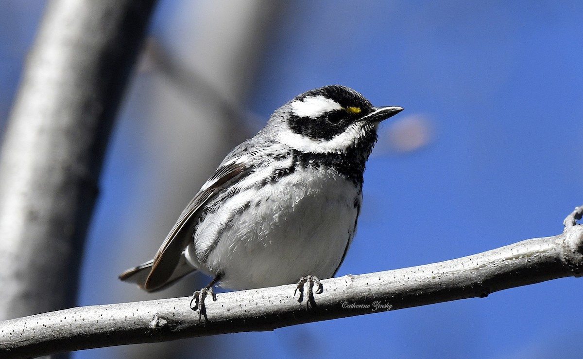 Black-throated Gray Warbler - Catherine Zinsky