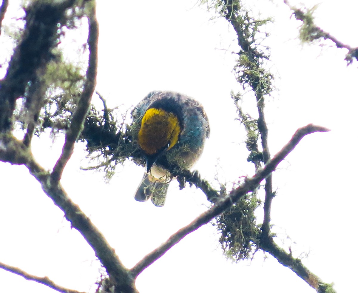 Saffron-crowned Tanager - ML618143773