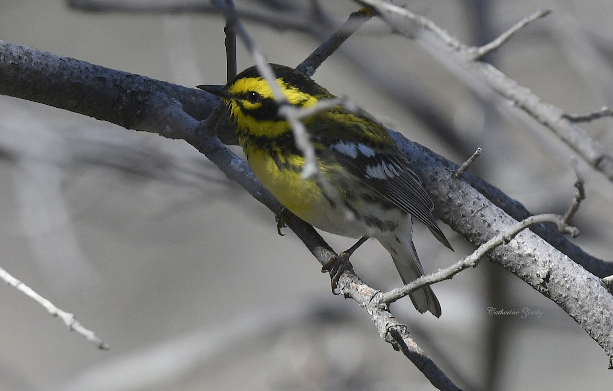 Townsend's Warbler - Catherine Zinsky