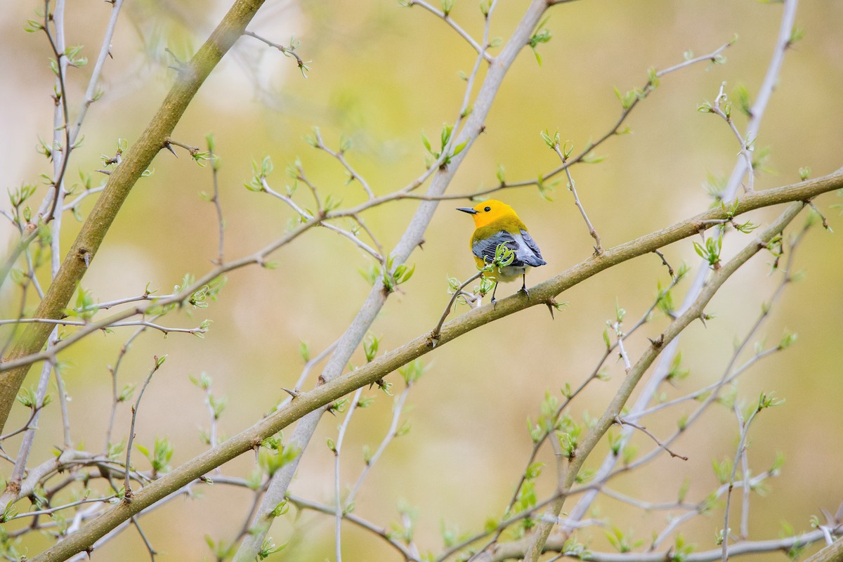 Prothonotary Warbler - Sarah Throckmorton