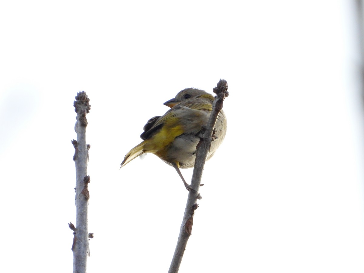 Saffron Finch - Manuel Pérez R.