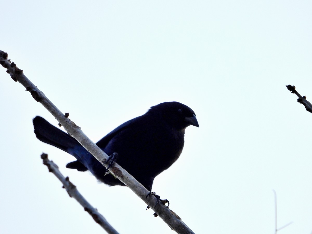 Shiny Cowbird - Manuel Pérez R.