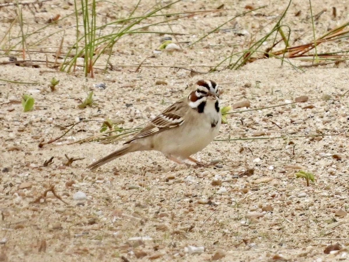 Lark Sparrow - Jayne L