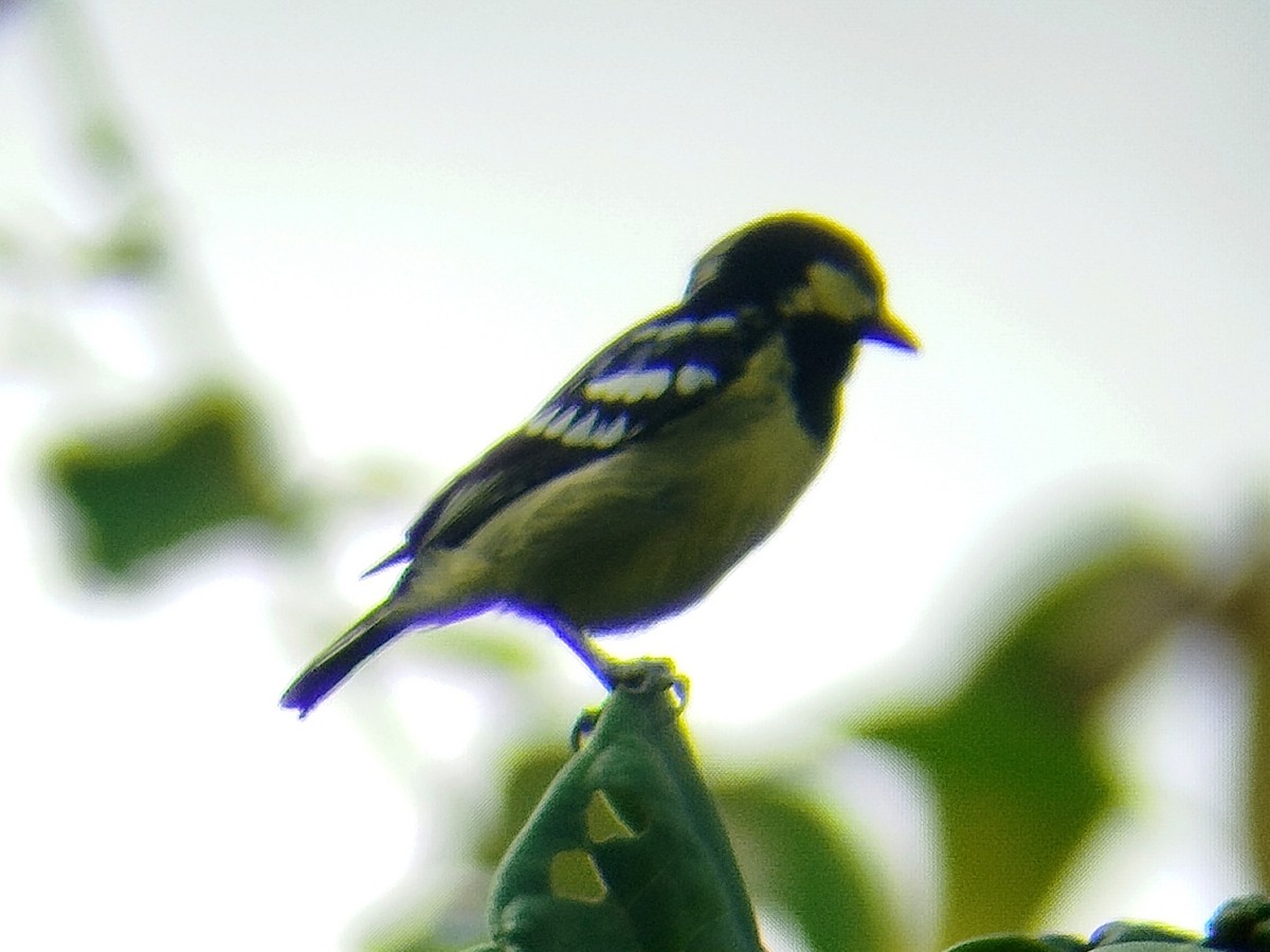 Elegant Tit - Lars Mannzen