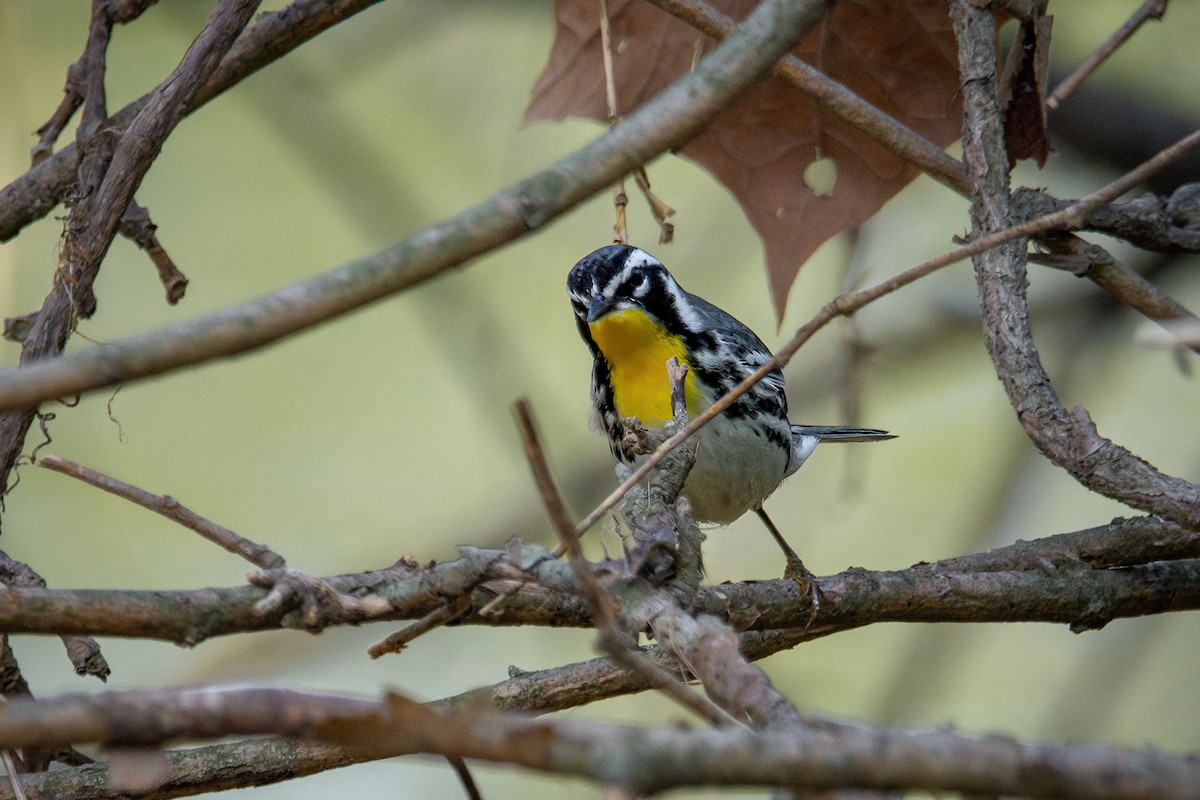 Yellow-throated Warbler - Sarah Throckmorton