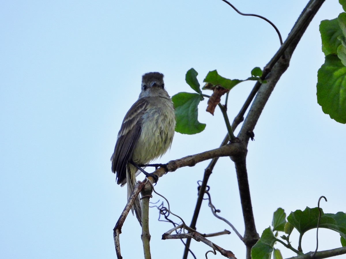 Mouse-colored Tyrannulet (Northern) - Manuel Pérez R.