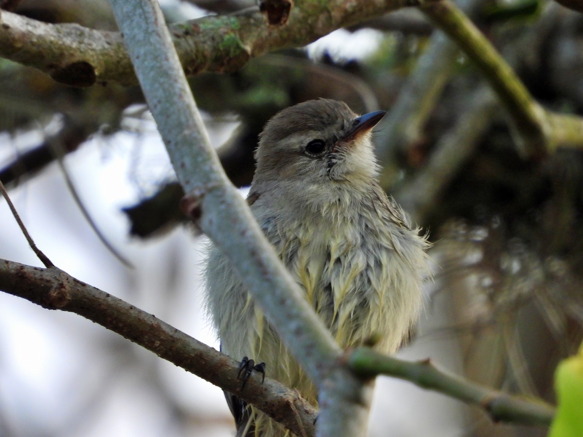 Mouse-colored Tyrannulet (Northern) - Manuel Pérez R.