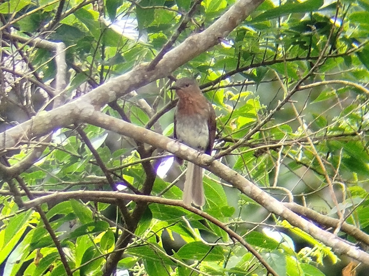 Philippine Bulbul - Lars Mannzen